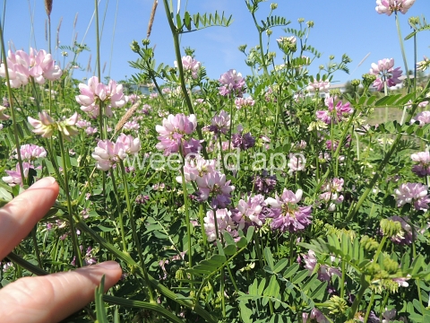 crownvetch, trailing